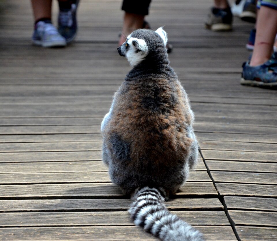 Sitting hungary zoo