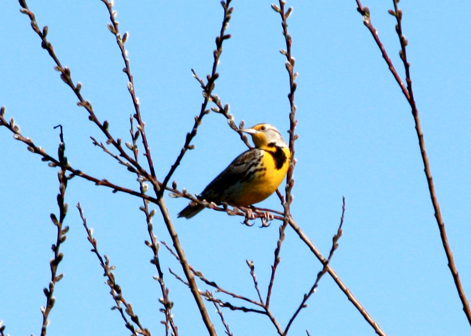 0298 meadowlark munsel ODFW