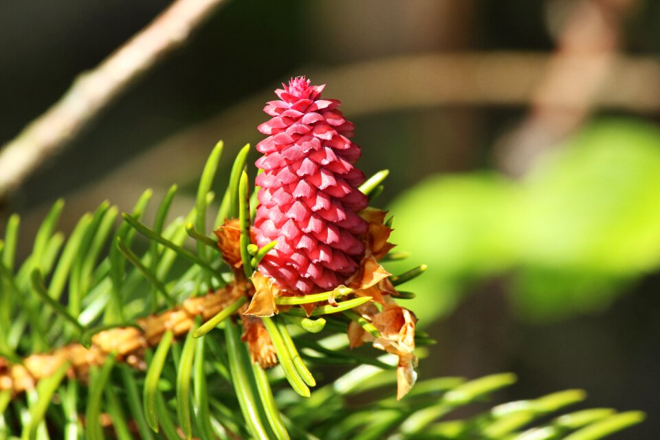 Spring nature conifer