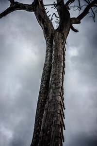 Dry sky forest