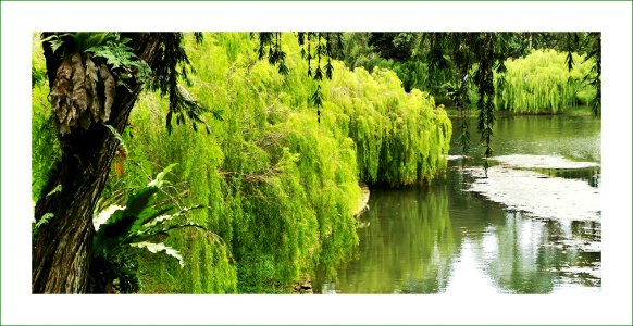 The willows by the lake photo