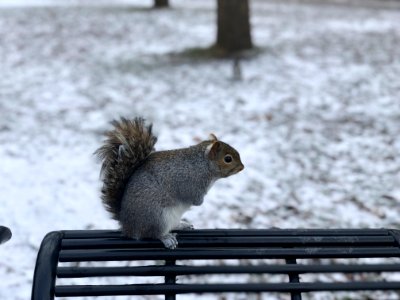 Squirrel photo