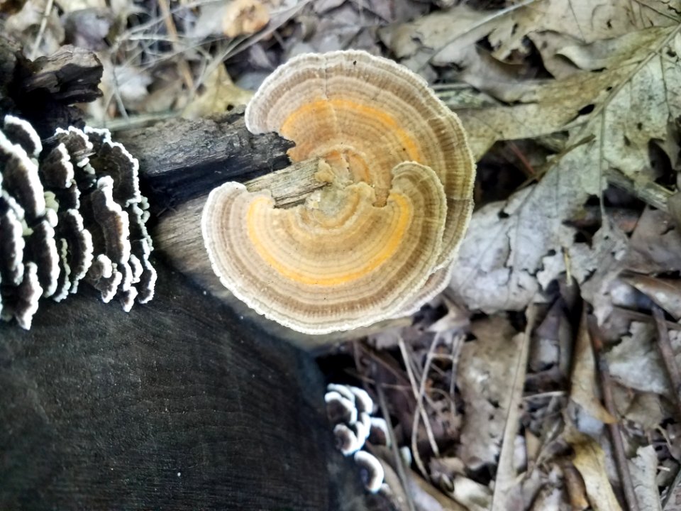 Turkey tail (Trametes versicolor)