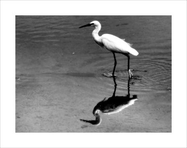 White egret