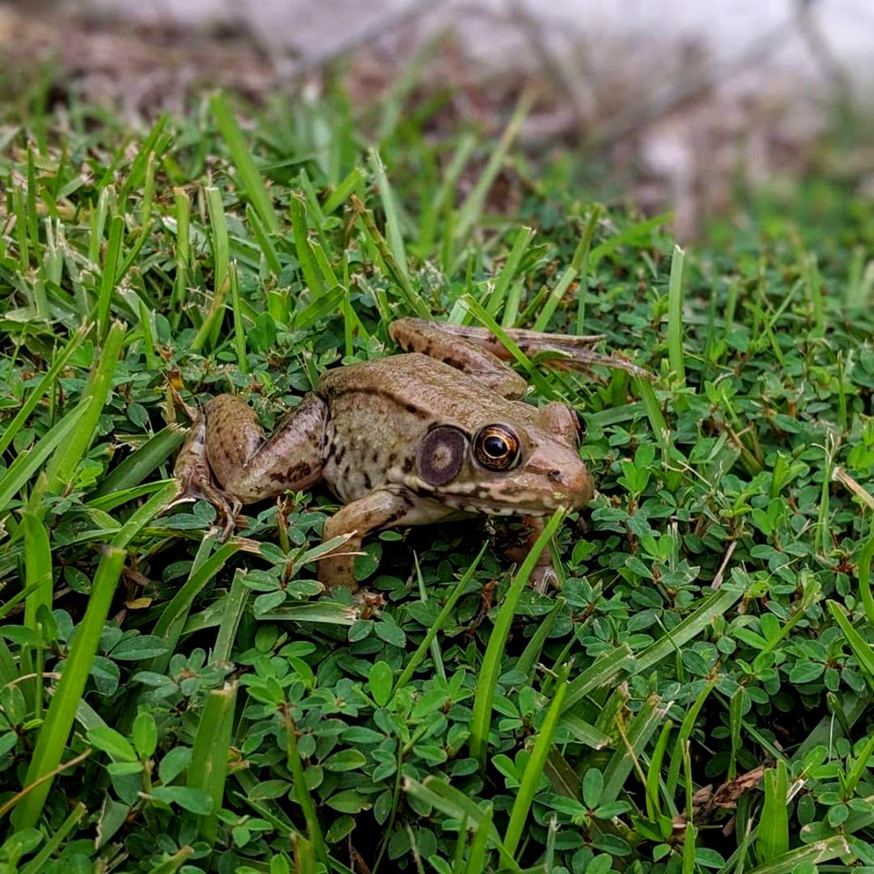 Frog