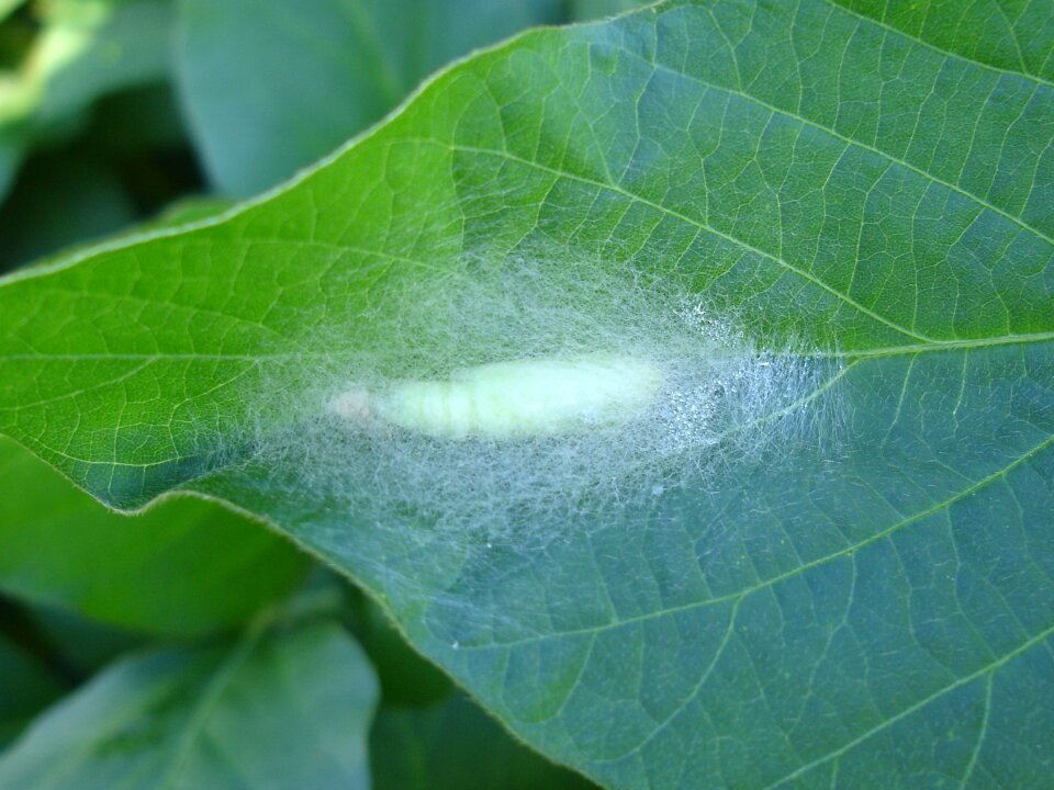 Leaf green soy photo