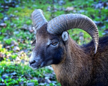 Horned horns portrait photo