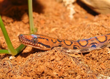 Scale constrictor color