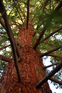 Mammoth pine arboretum summer photo