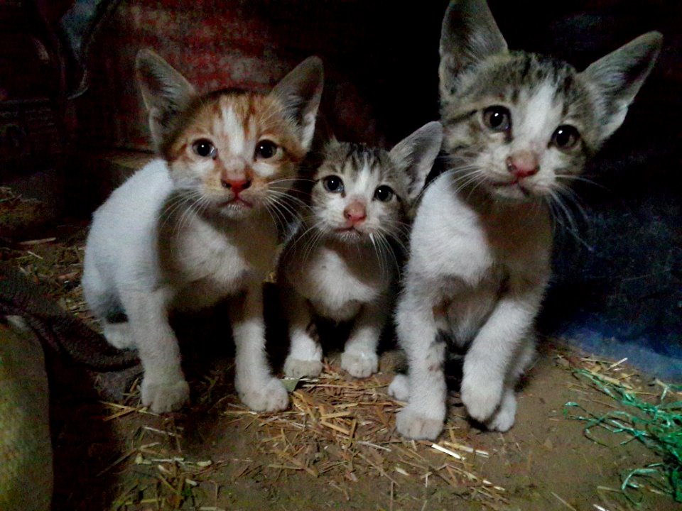 Three innocent kittens
