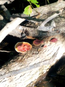 Red reishi (Ganoderma lucidum)