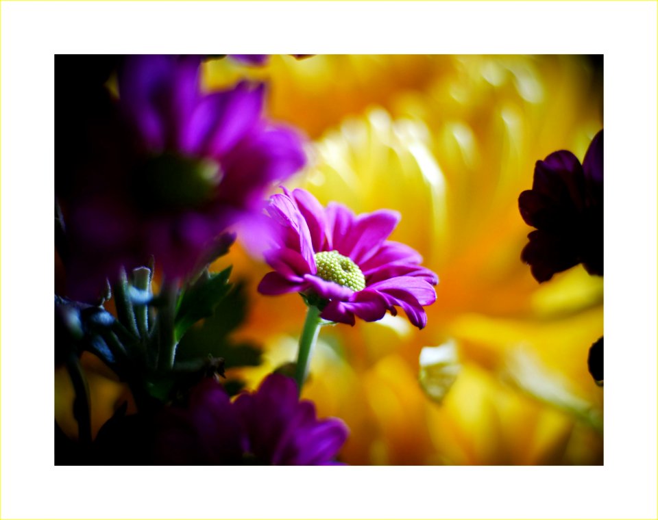 Chrysanthemum