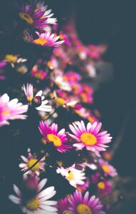 Floral nature color