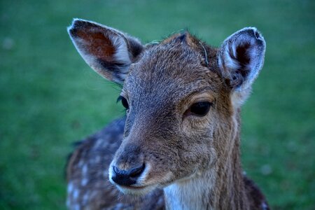 Portrait animal world fur