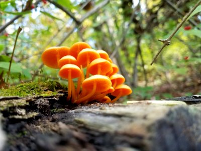 Orange mycena (Mycena leaiana)