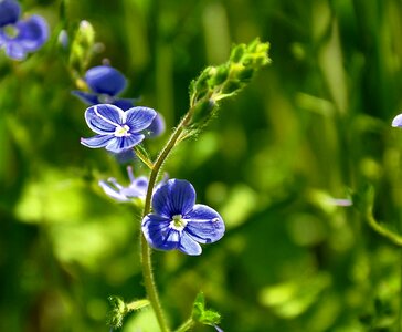 Blue flower meadow summer