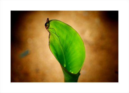 Young banana leaf photo