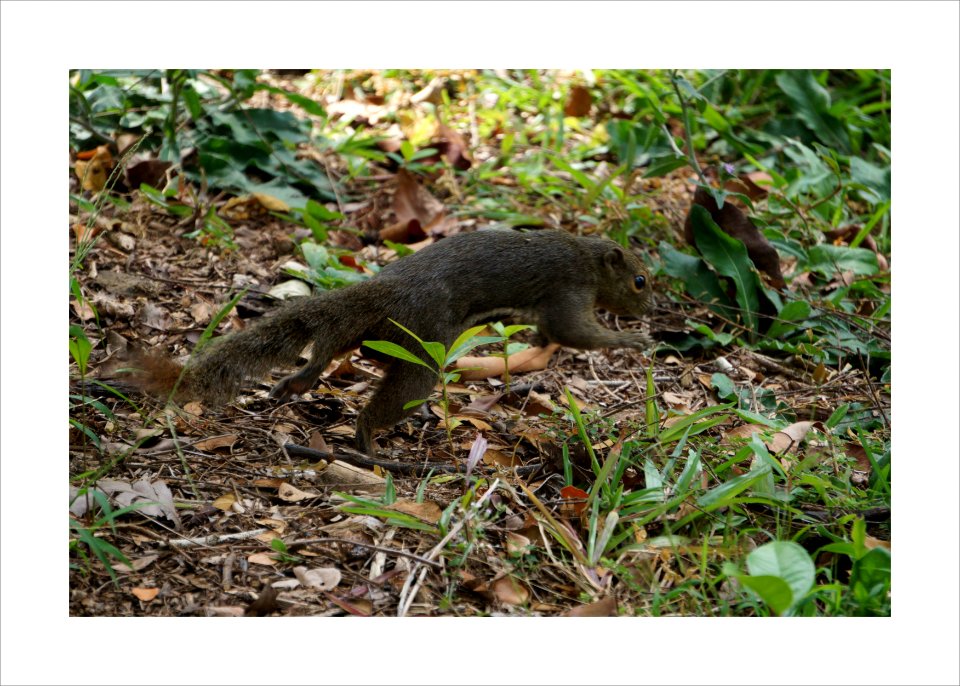 Squirrel running away