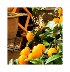 Lime plant is a habitat for butterflies to lay their eggs