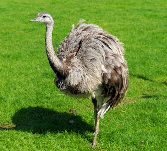 Head bill big bird