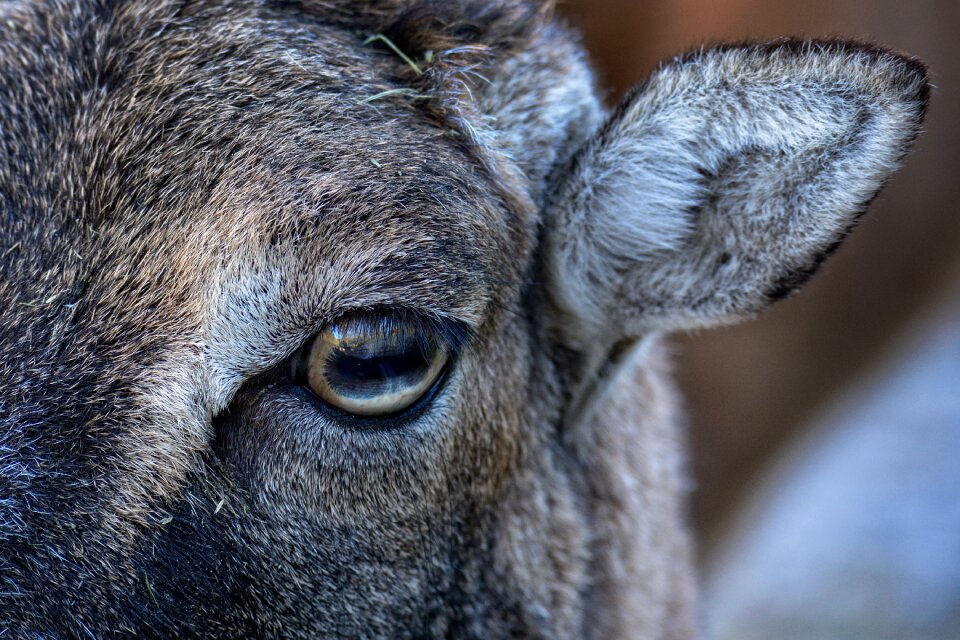 Fur head eyes photo