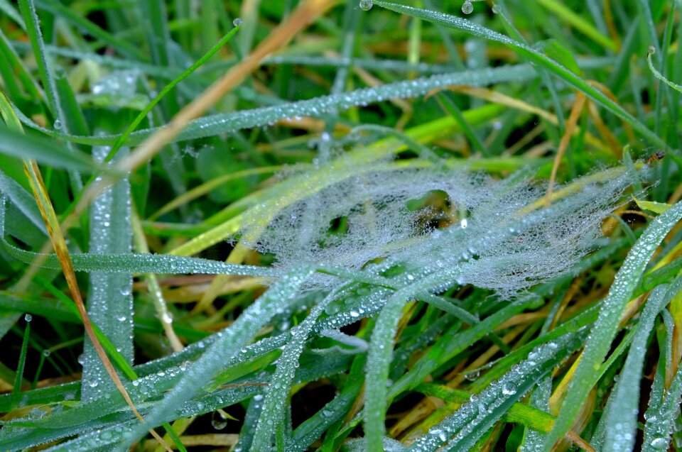 Green hoarfrost meadow