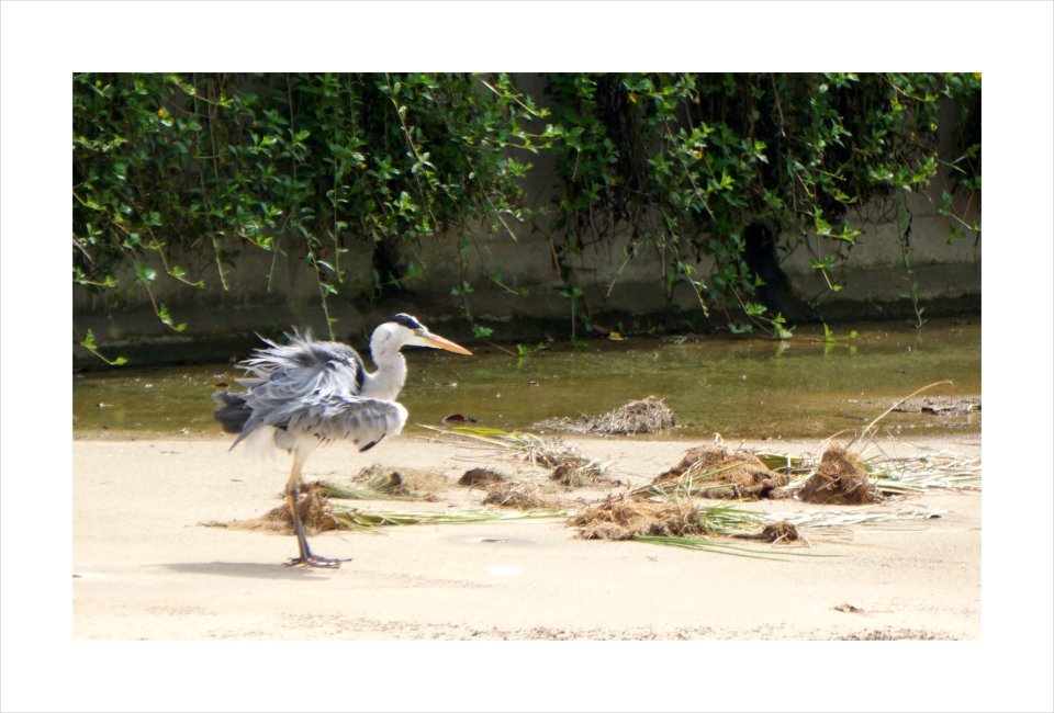 Heron cleaning itself`