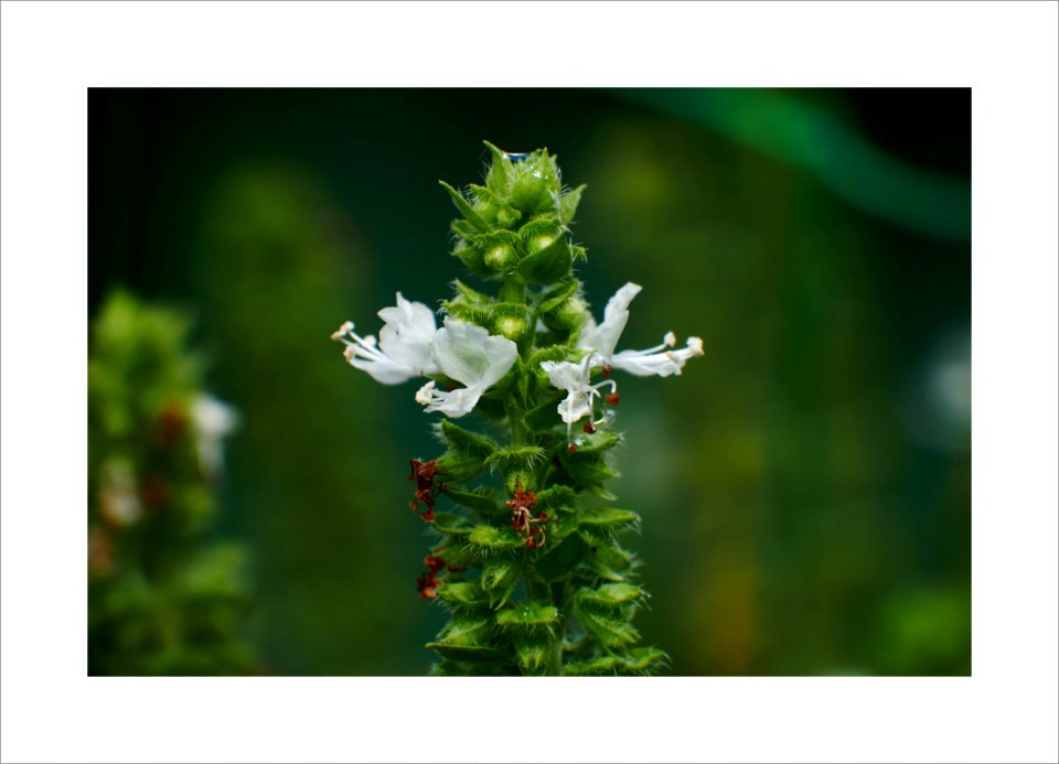 Small plant with big white flowers