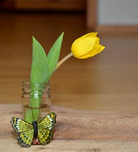 Yellow flower blossom bloom