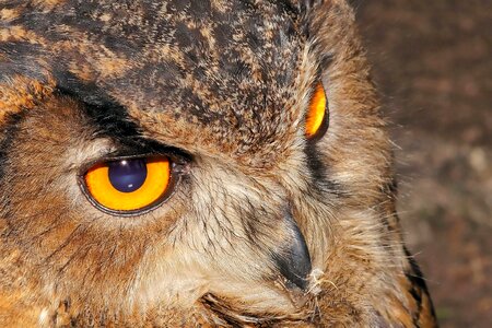 Bird of prey lighted eyes animal