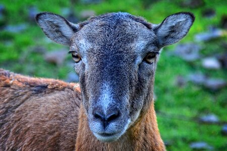 Female portrait animal world photo