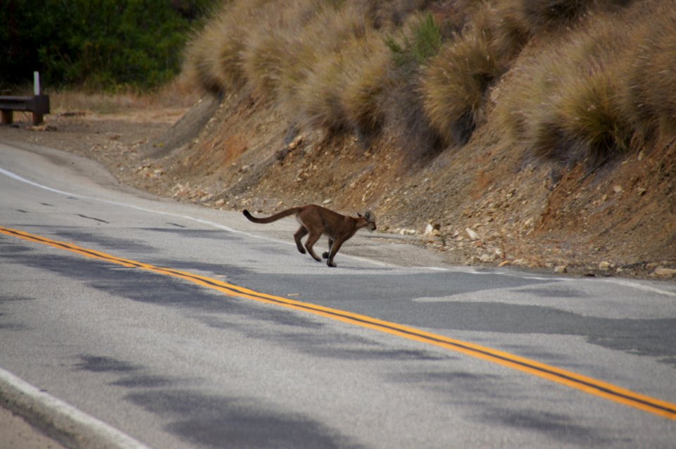 P-23 Crossing Road