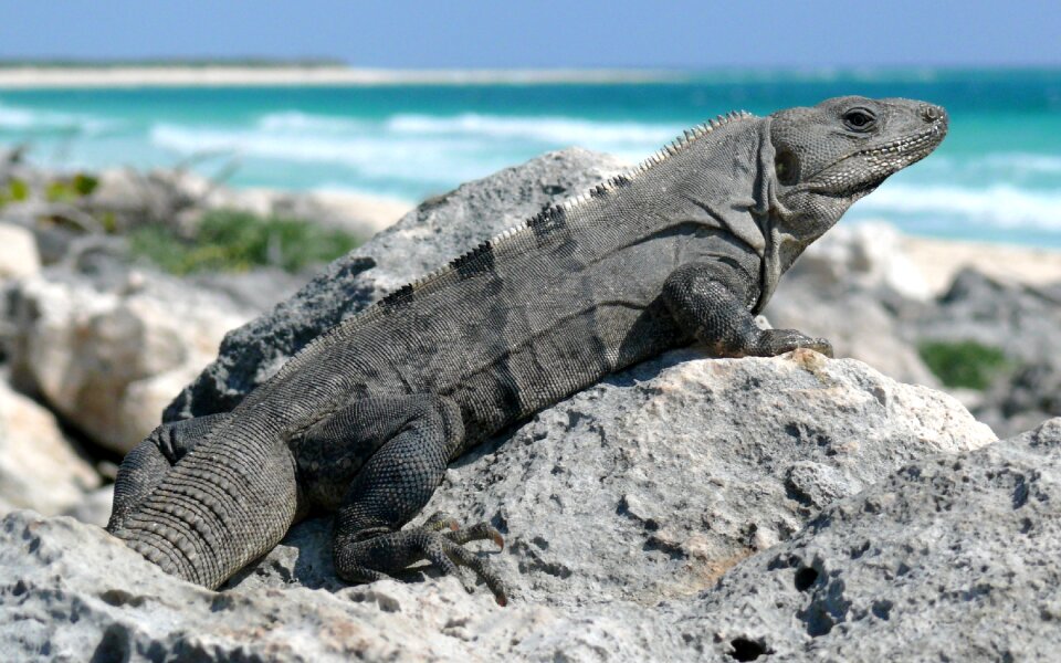 Tailed reptile beach