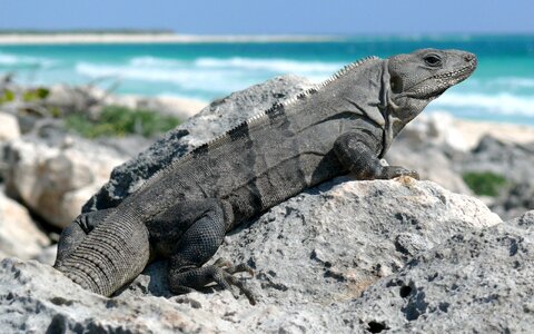 Tailed reptile beach