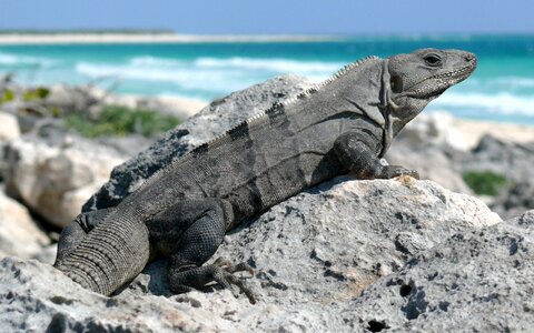 Tailed reptile beach photo