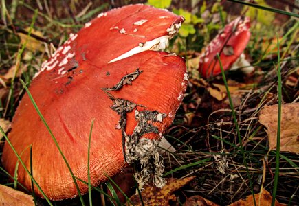 Fall fungus cap photo