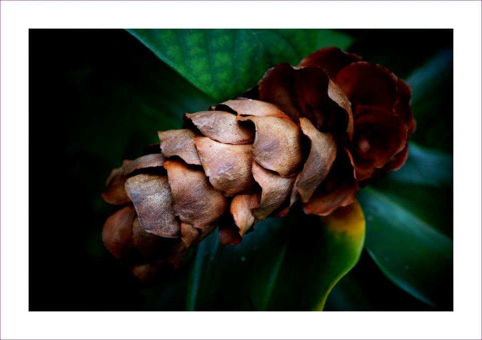 Dried ginger flower