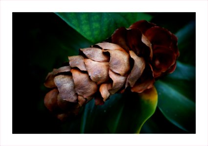 Dried ginger flower photo