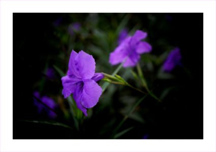 Wild purple petunia photo