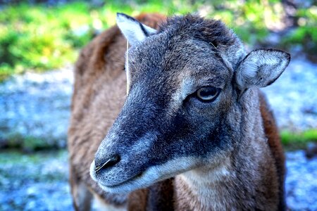 Female portrait animal world photo