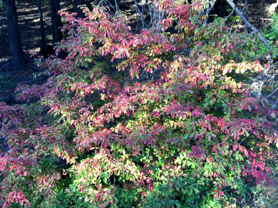 171004-FS-Plumas-UNK-002