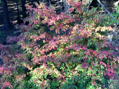 171004-FS-Plumas-UNK-002