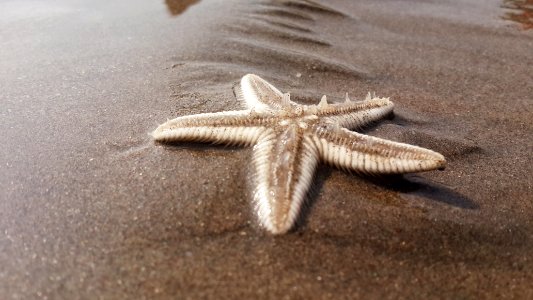 Starfish