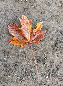 Maple leaf autumn leaves on the ground photo