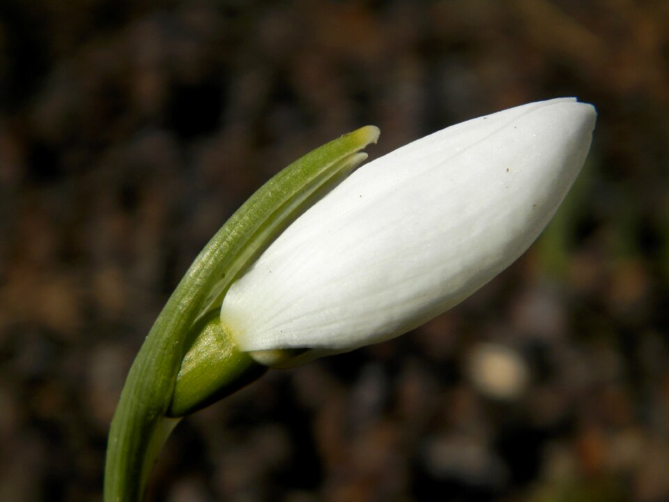 Macro nature plant