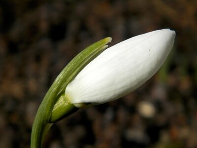 Macro nature plant