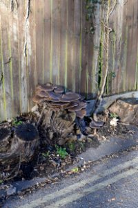 fungus