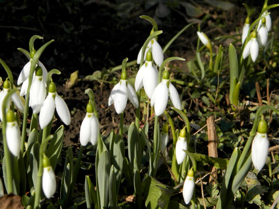 Flower nature plant