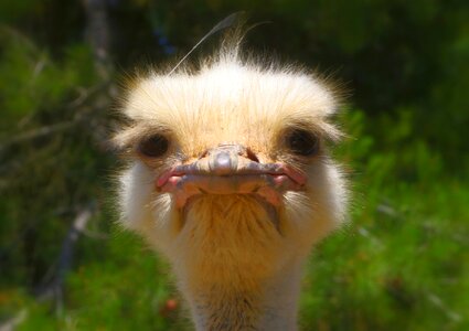 Wildlife beak head