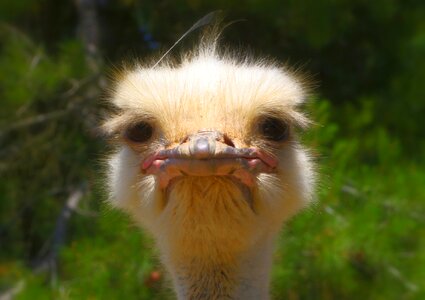 Wildlife beak head photo